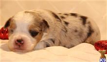 miniature australian shepherd puppy posted by Kimberly Jones